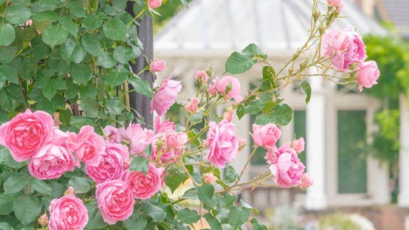 家庭菜園スペースをおしゃれにするコツ