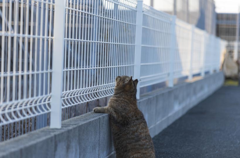 フェンスと猫