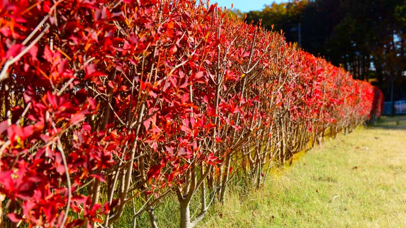 ドウダンツツジ