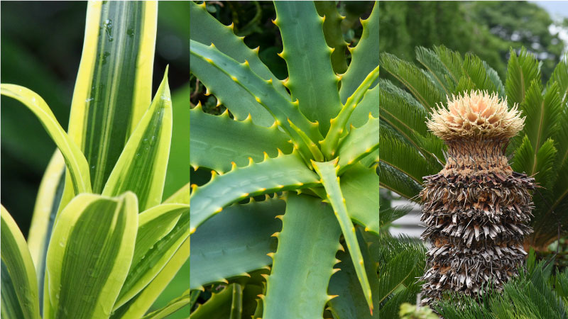 ドラセナとアロエとソテツ