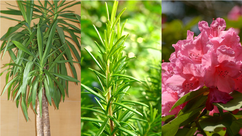 ユッカとローズマリーとシャクナゲ