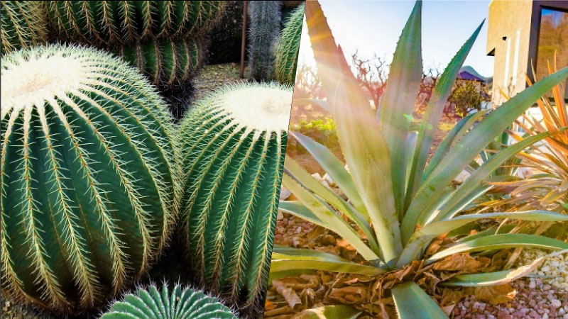 サボテンとアカゲ