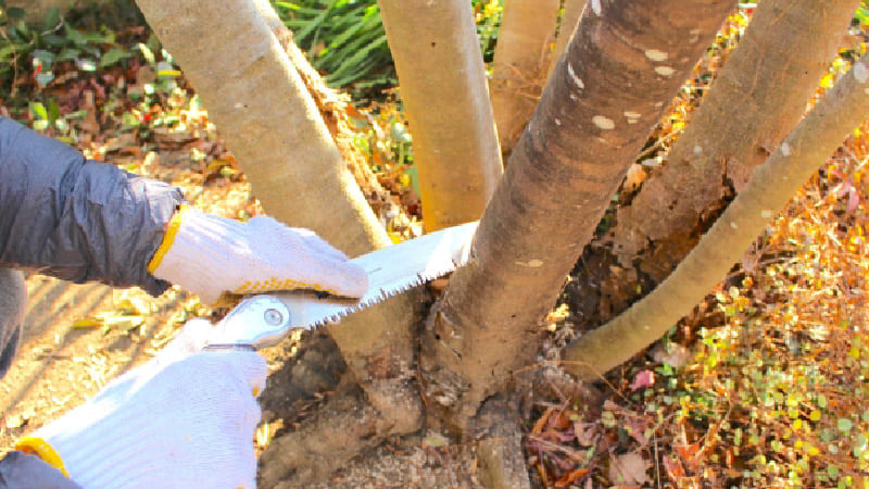 伐採は出来る限り自分で行う