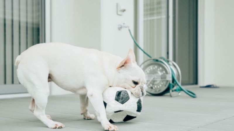 庭で遊ぶ犬