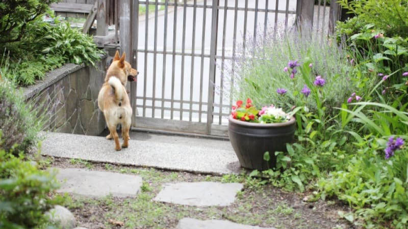 犬 庭 で 遊ばせ る