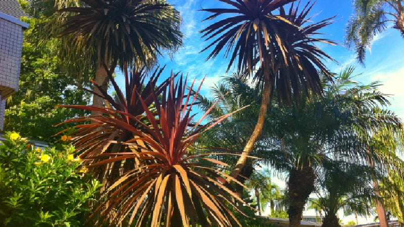 南国・リゾート風の庭づくり